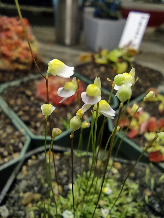 1" Potted Plug Utricularia bisquamata 'White Form' - Carnivorous Bladderwort for Terrariums & Mini Displays