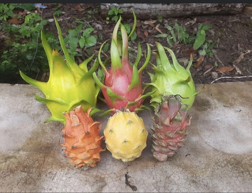 Dragon Fruit Cuttings - 10 Unrooted Hylocereus Stems 10-14 Inches Long - Live Pitaya for Planting and Climbing Cactus Gardens