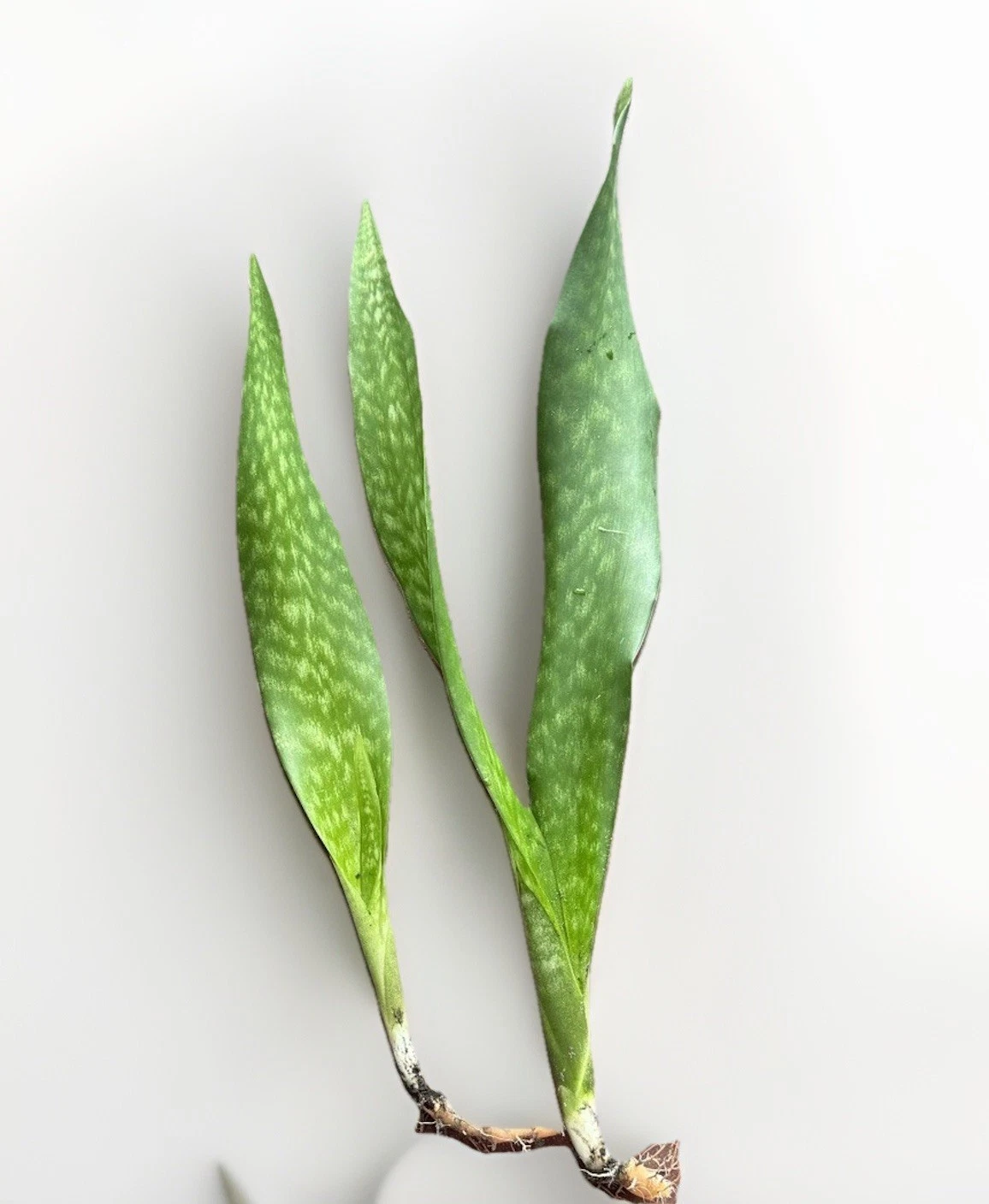 Rooted Snake Plant Set - Sansevieria Dracaena Trifasciata Starter Plants - Easy Care Indoor Foliage - Live Plant Segments
