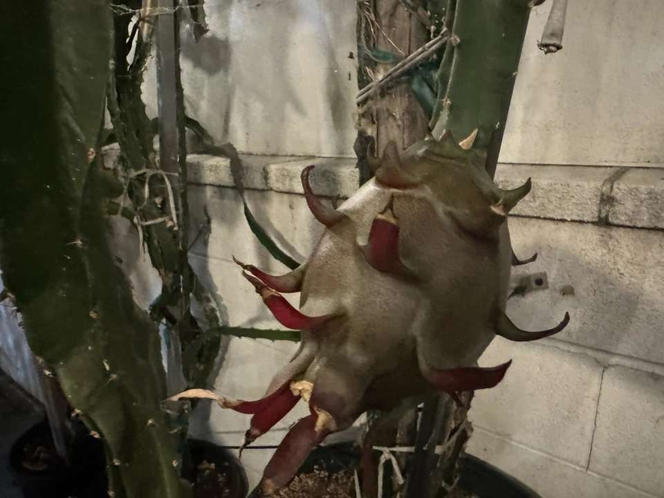 Dragon Fruit Cuttings - 4 Fresh 8-12" Hylocereus Stems for Rooting, Live Cactus Starter Plants for Propagation