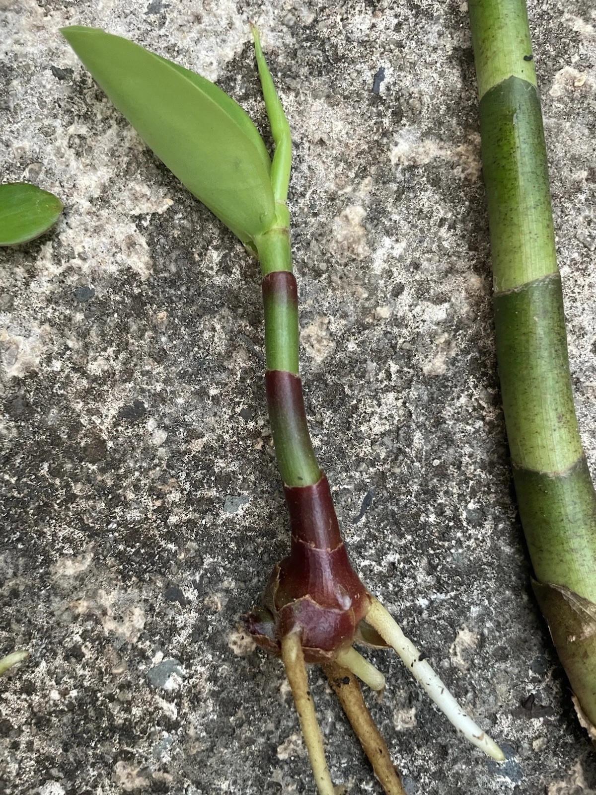 Yellow Spiral Ginger Cutting - Tropical Plant Starter, Dimerocostus strobilaceus, Hawaiian Grown, Rooted Cutting for Gardens