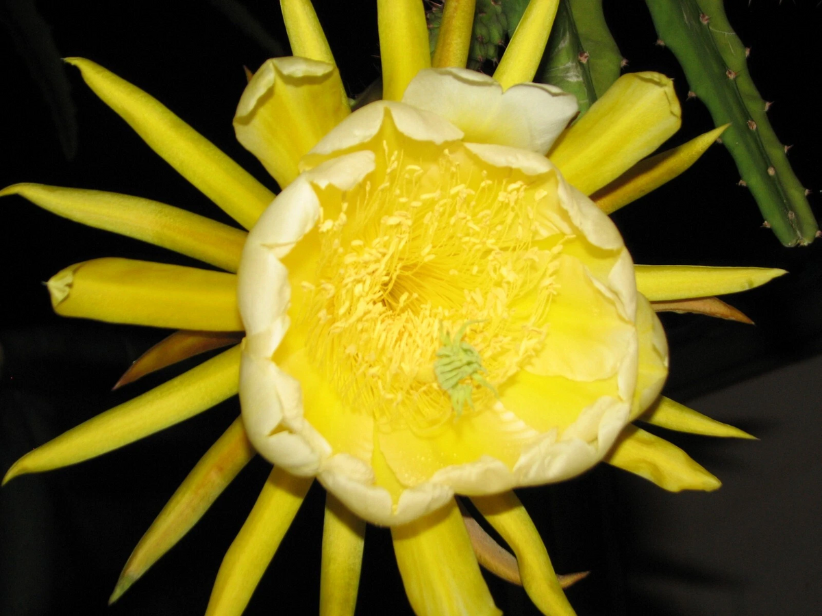 Yellow Skin Dragon Fruit Cutting - Fresh Unrooted Epiphyllum Cactus - Selenicereus spp. - Ideal for Edible Gardens & Trellises