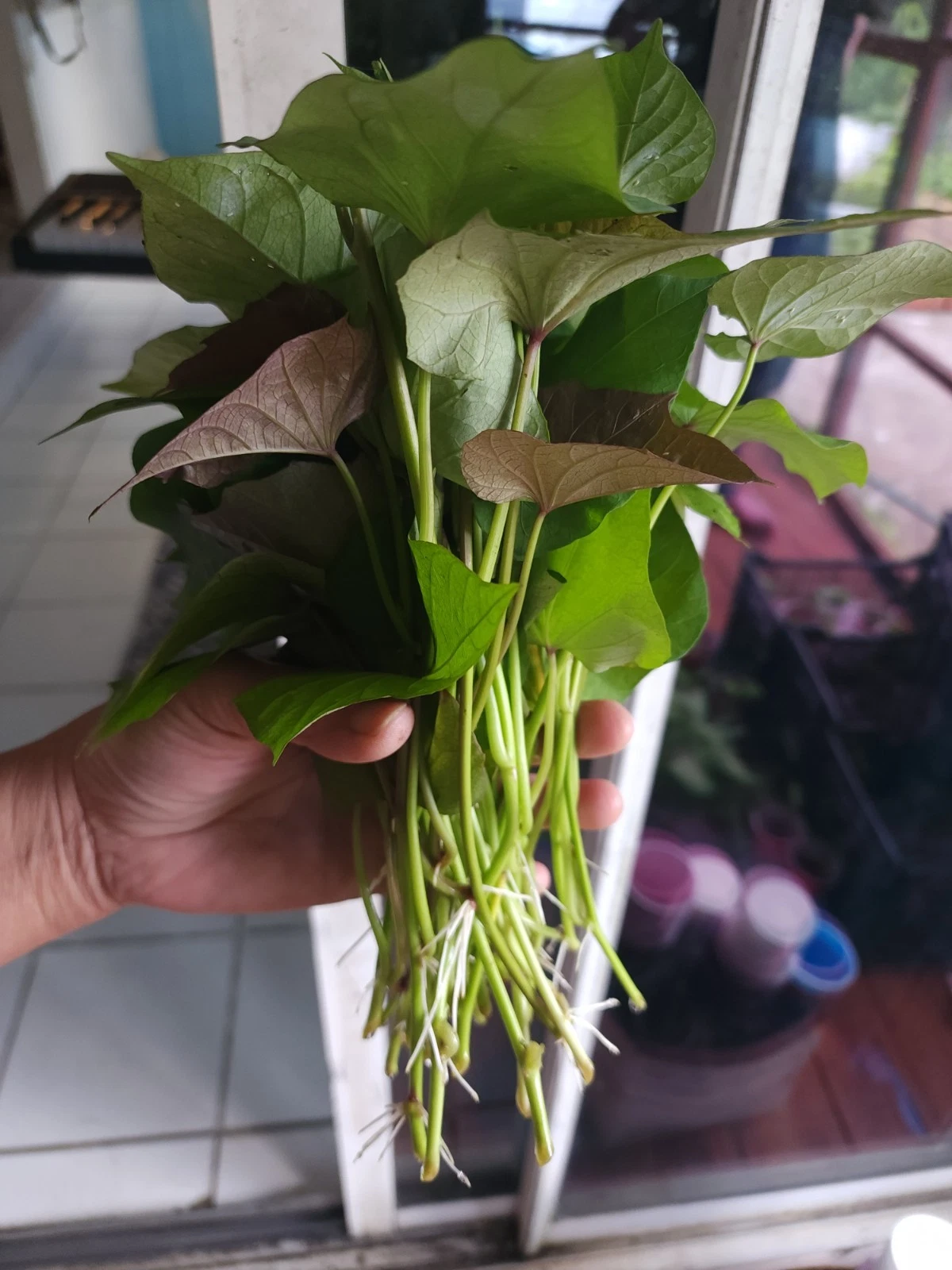 Okinawa Purple Sweet Potato Slips - 10 Live Cuttings - Ipomoea batatas - Organic Edible Garden Plant Starts - Khoai Lang