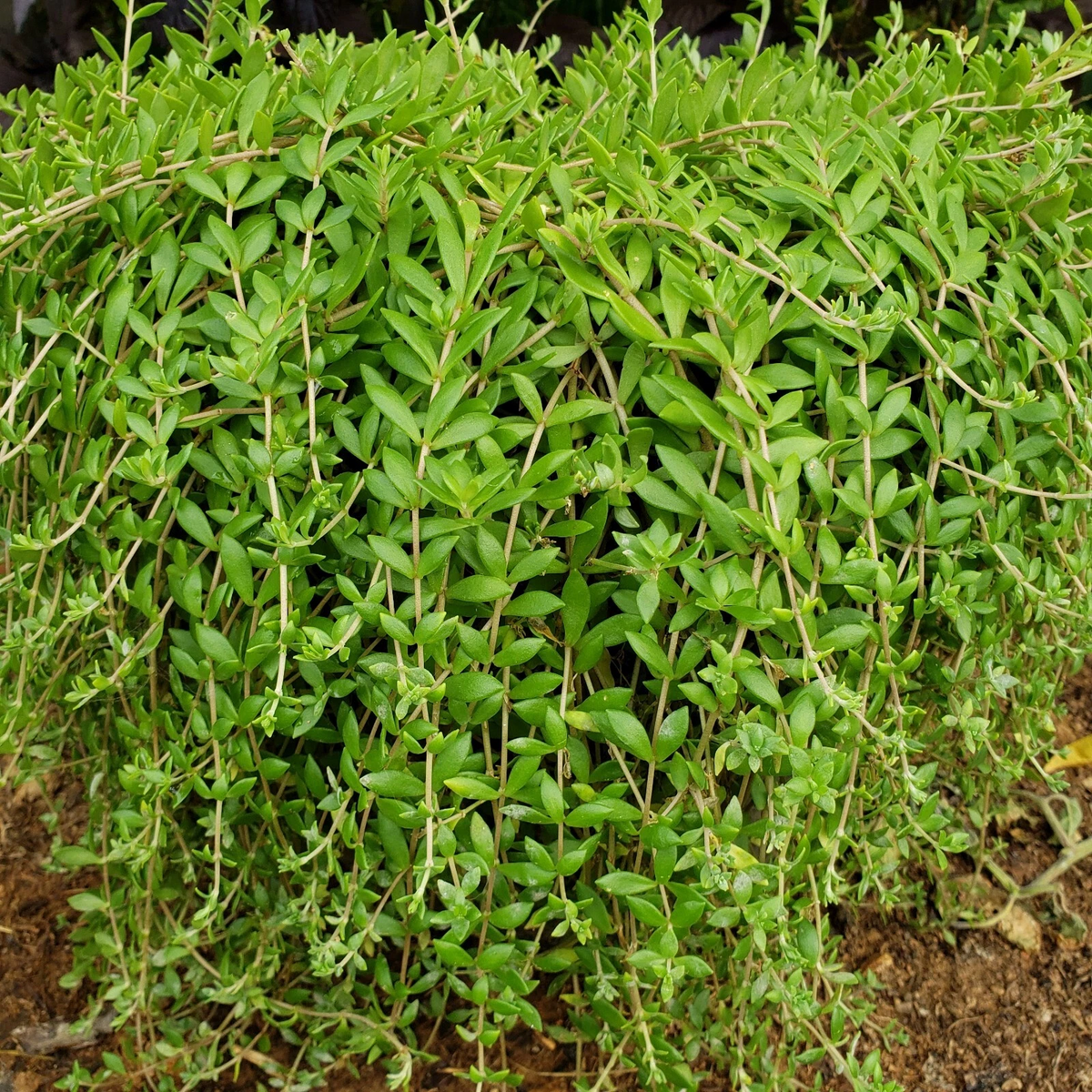 50 Sedum Sarmentosum Cuttings - Fast Growing Creeping Perennial Groundcover - Bright Green Foliage - Unrooted Cuttings