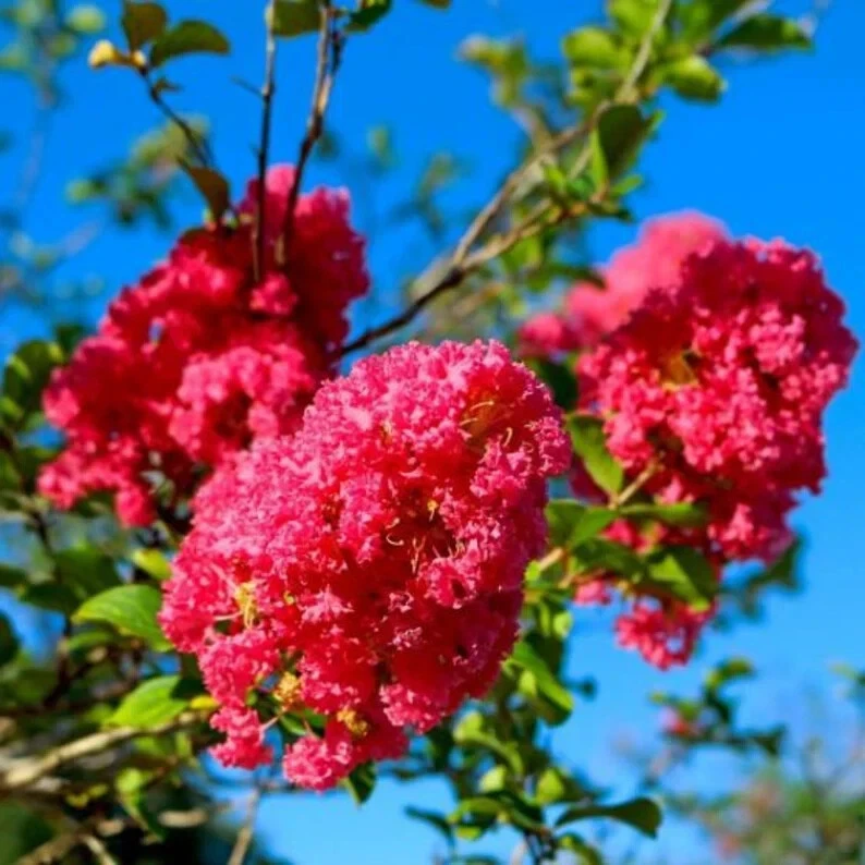 8 Crape Myrtle Cuttings - Deep Pink Heirloom Variety, Unrooted 6–10" Stems for Propagation, Lagerstroemia spp.