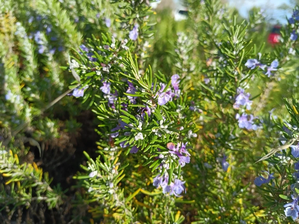 Organic Rosemary Cuttings 12pcs | Fresh USA-Grown Herb Stems | Salvia rosmarinus | Fast Rooting Culinary Herb