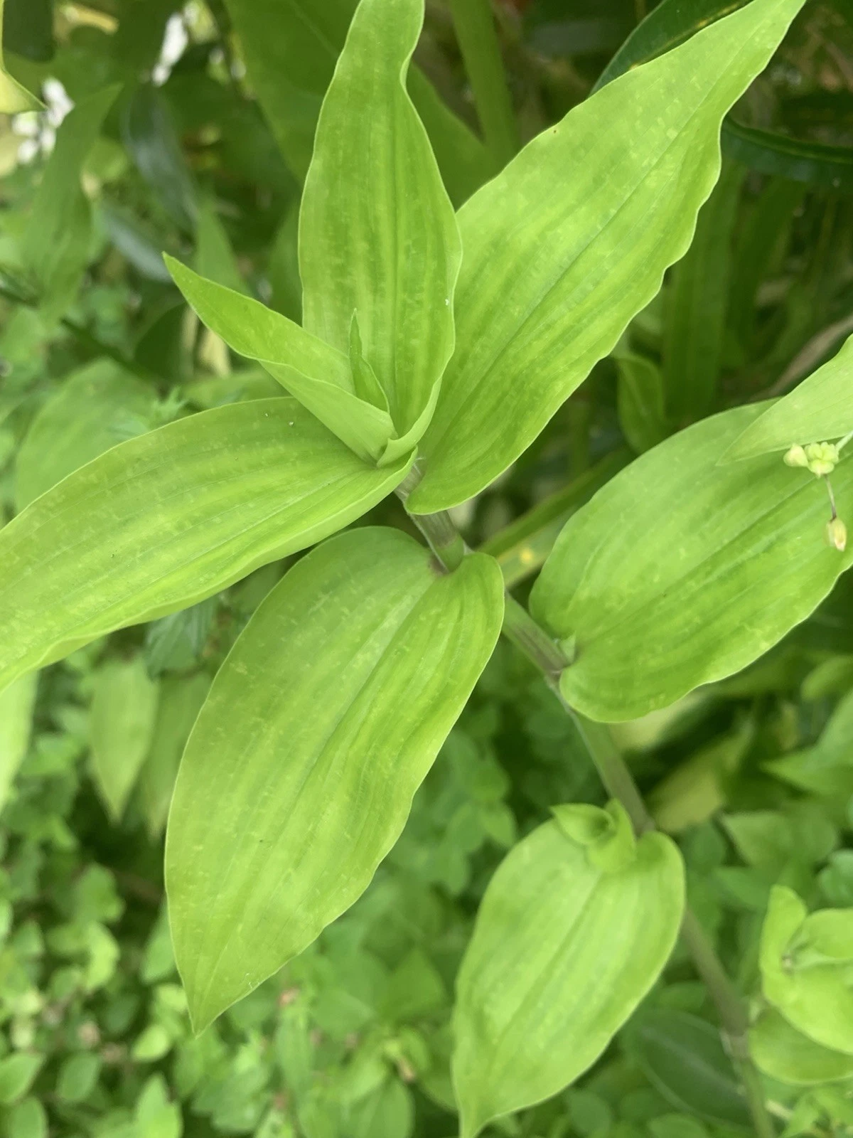 Wandering Jew Lime Cuttings - 7 Unrooted Tradescantia Green for Easy Propagation - Trailing Houseplant Decor