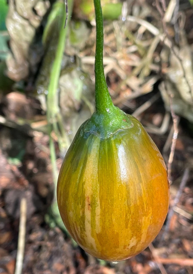 Unrooted Cuttings - 6 Tree Tomato (Tamarillo) Cuttings - Solanum betaceum - Ideal for Propagation and Gardening