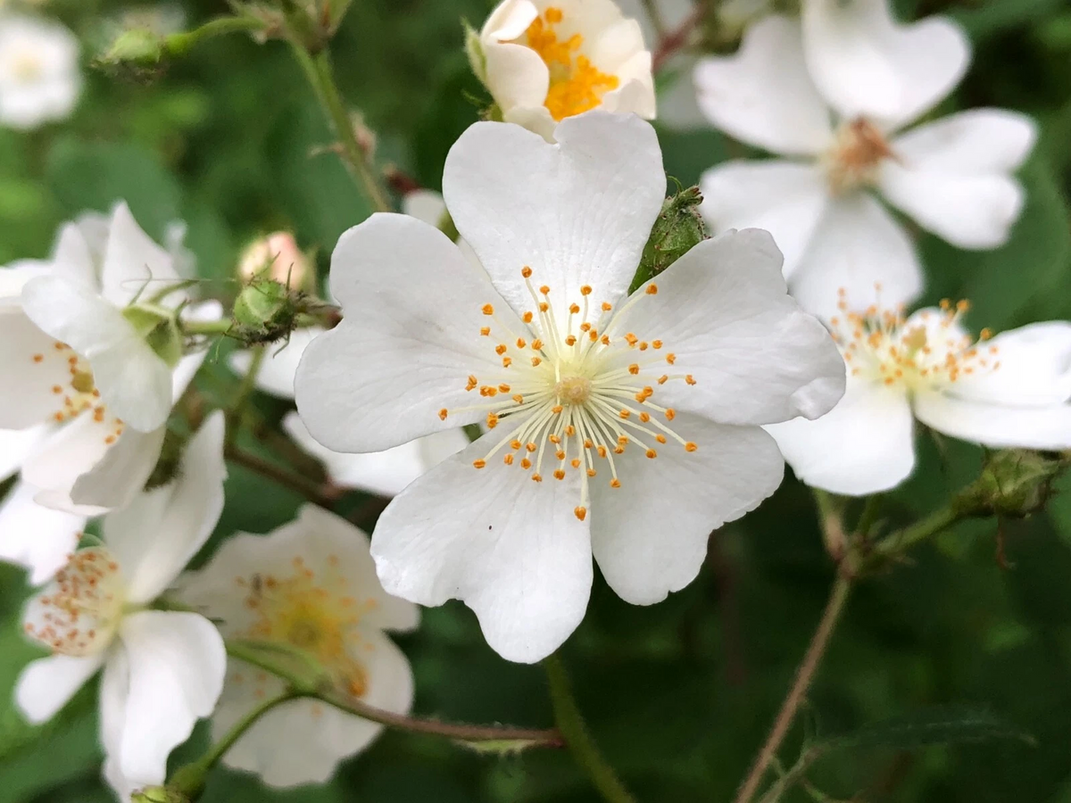 Multiflora Rose Cuttings - 55 Fresh Unrooted Stems for Propagation - Rosa multiflora - Wild Flowering Shrub for Hedges
