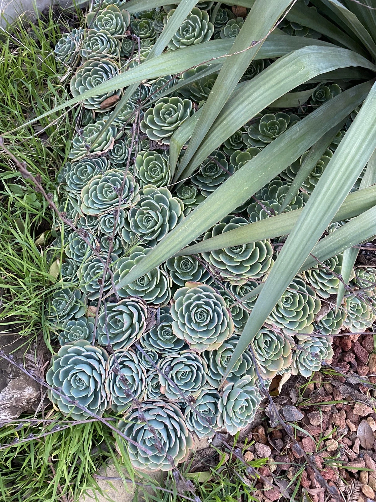 Echeveria secunda Cuttings - 5 Piece Pack, 3" Blue-Green Rosettes, Fresh Succulent Cuttings for Pots & DIY Projects
