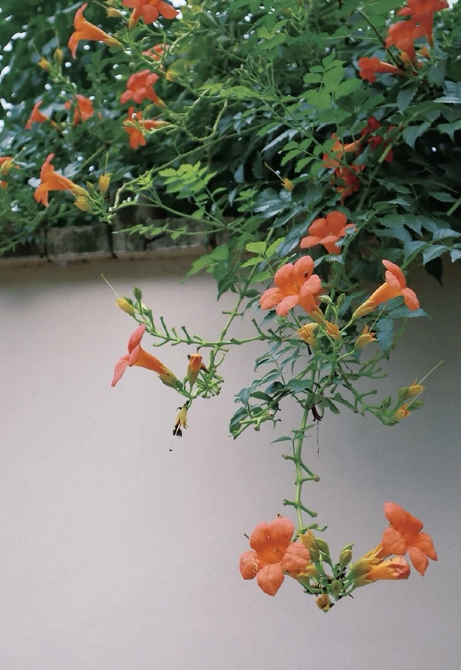 Orange Cape Honeysuckle Cutting - 8 Inch Unrooted Tecoma capensis Vine, Climbing Perennial for Garden Propagation