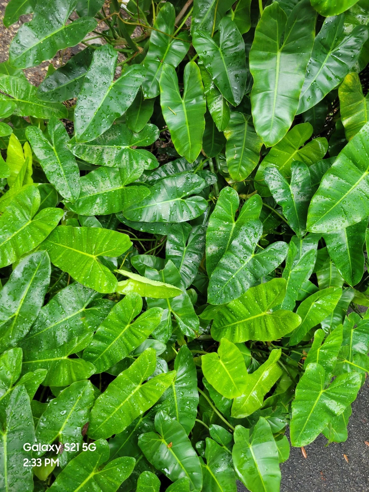 Philodendron Burle Marx Cuttings – Fresh Tropical Aroid Stem Cuttings for Easy Propagation – Philodendron ‘Burle Marx’