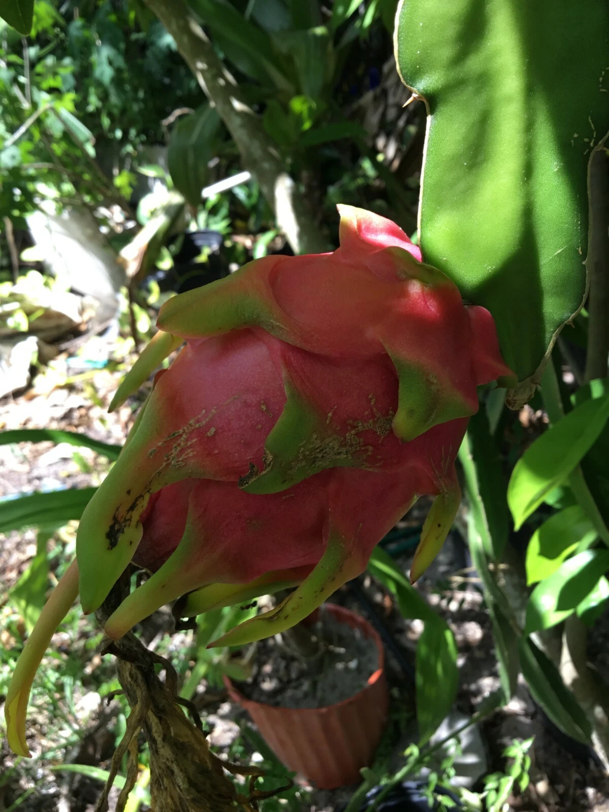 Dragon Fruit Cuttings - 2 Vietnam Variety 8-12 Inch + Bonus 4 Inch - Hylocereus undatus - Easy to Root Cactus for Home Garden