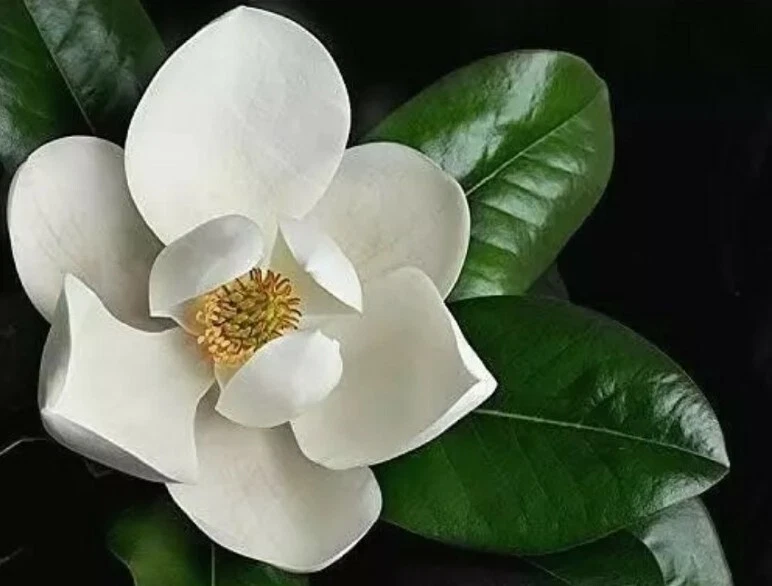 Southern Magnolia Cuttings - 8 Unrooted Pieces - Magnolia grandiflora - Tree Starter for Propagation and Grafting