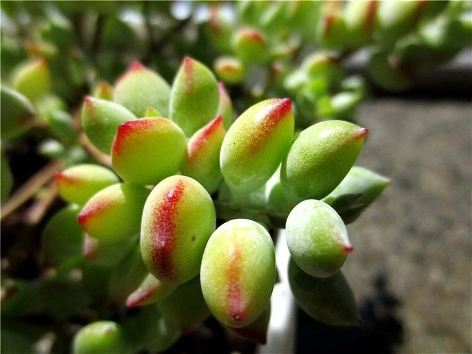Cotyledon Pendens Succulent Cuttings - 3 Unrooted Trailing Plants for Indoor Garden Decor - Blue-Green Foliage