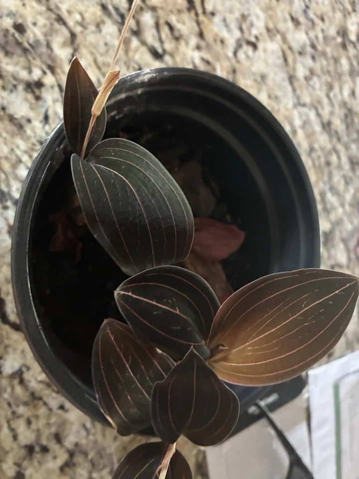 Jewel Orchid Cuttings - 2 Unrooted Cuttings 3–4 Inches - Ludisia discolor - Live Indoor Plant Foliage - Easy Propagation