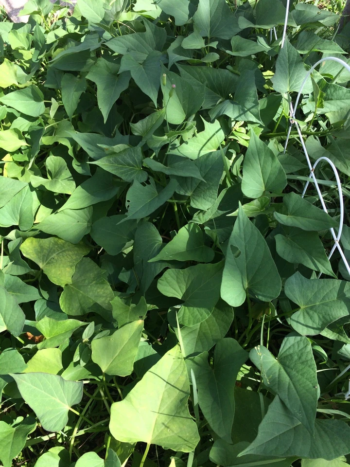 Okinawa Purple Sweet Potato Slips - 10 Live Unrooted Cuttings for Planting - Ipomoea Batatas - Edible Purple Tuber