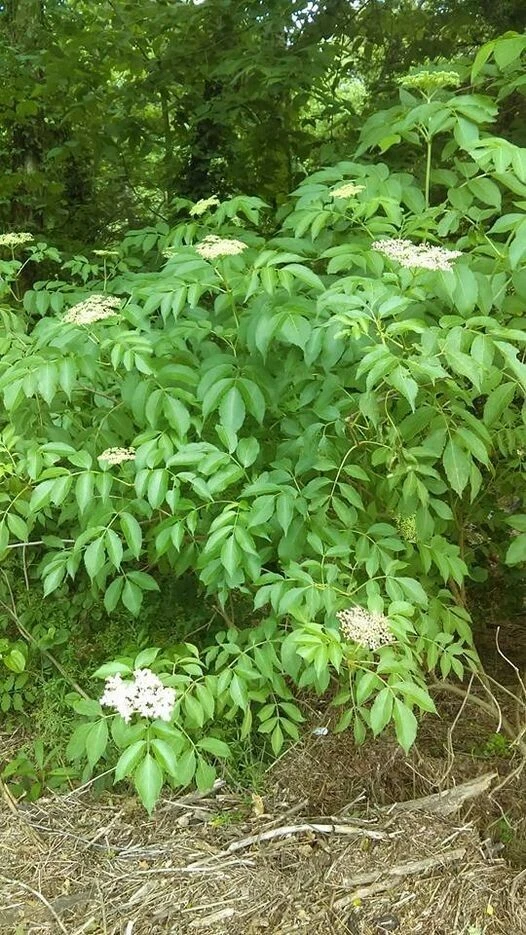 American Elderberry Cuttings 50 Pack Unrooted Sambucus canadensis for Propagation and Planting