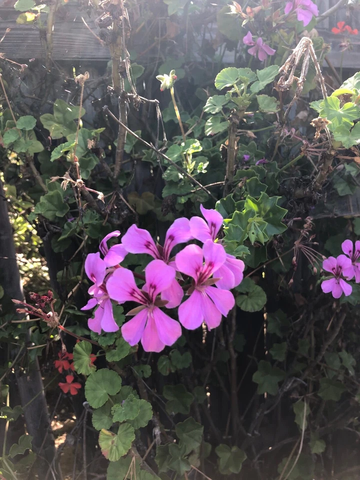 Purple Ivy Geranium Cutting 6 Inch Trailing Pelargonium Peltatum Live Plant for Propagation and Decoration
