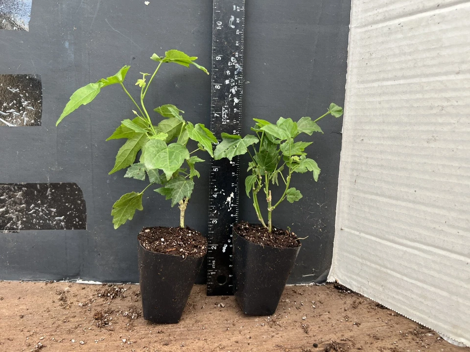 Pink Abutilon Starter Plant - Small Rooted Flowering Maple - Abutilon spp. - Ideal for Containers or Gardens