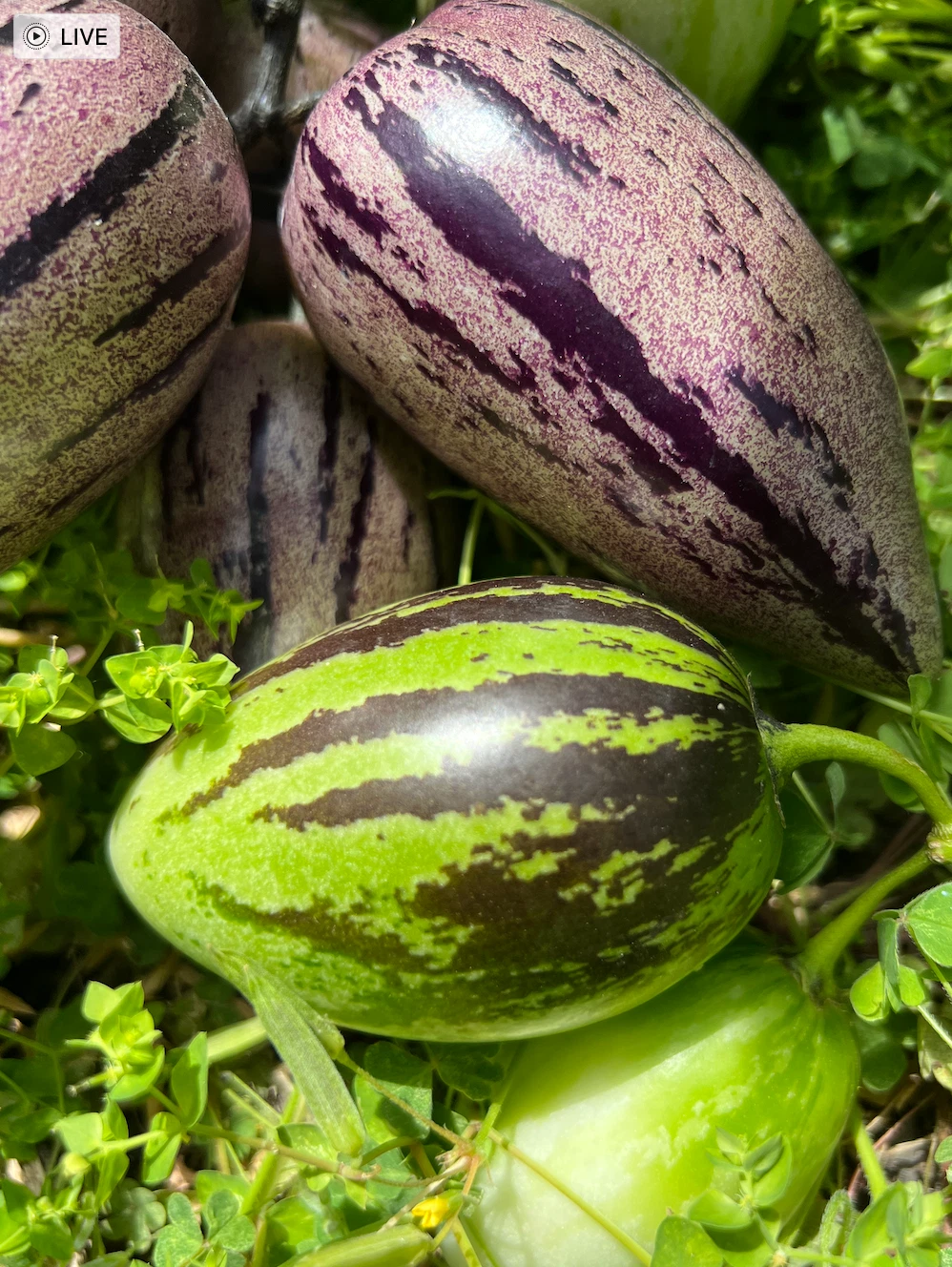 Pepino Melon Cuttings – 12 Live Unrooted Cuttings, Vista, Zebra, Stripy Purple Varieties, Solanum Muricatum for Planting