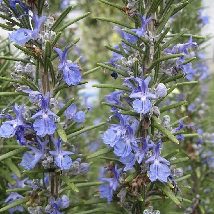 Rosemary Live Cuttings, 12 Fresh 10-Inch USA Grown, Evergreen Herb, Salvia rosmarinus - Ideal for Propagation and Gardening