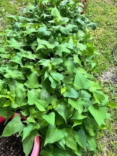 Beauregard Sweet Potato Slips - Set of 10 Organic Orange Flesh - Ipomoea Batatas for Planting in Garden or Containers