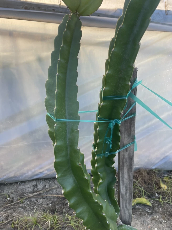 Robles Red Dragon Fruit Cuttings - Unrooted Pitaya Cactus for Propagation - Selenicereus spp. / Hylocereus spp.