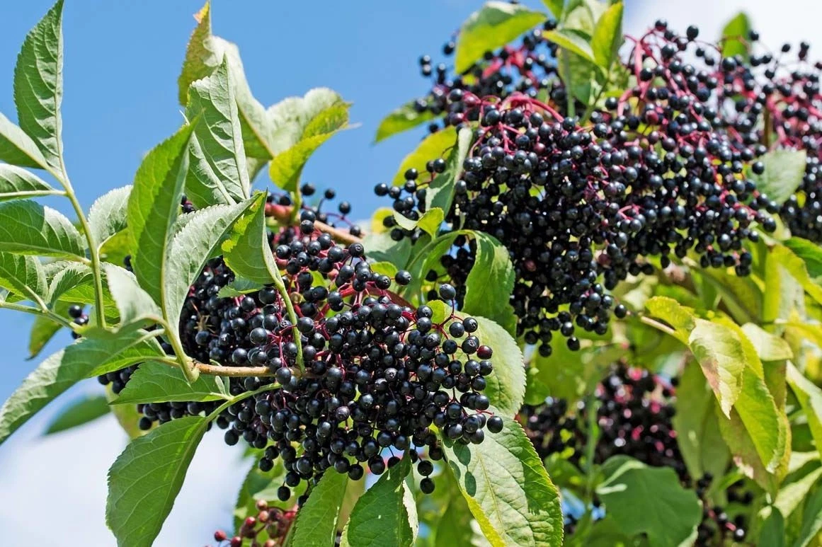 York Elderberry Hardwood Cuttings 6 Inches Plus - Unrooted Cuttings for Propagation, Sambucus canadensis, Set of 10