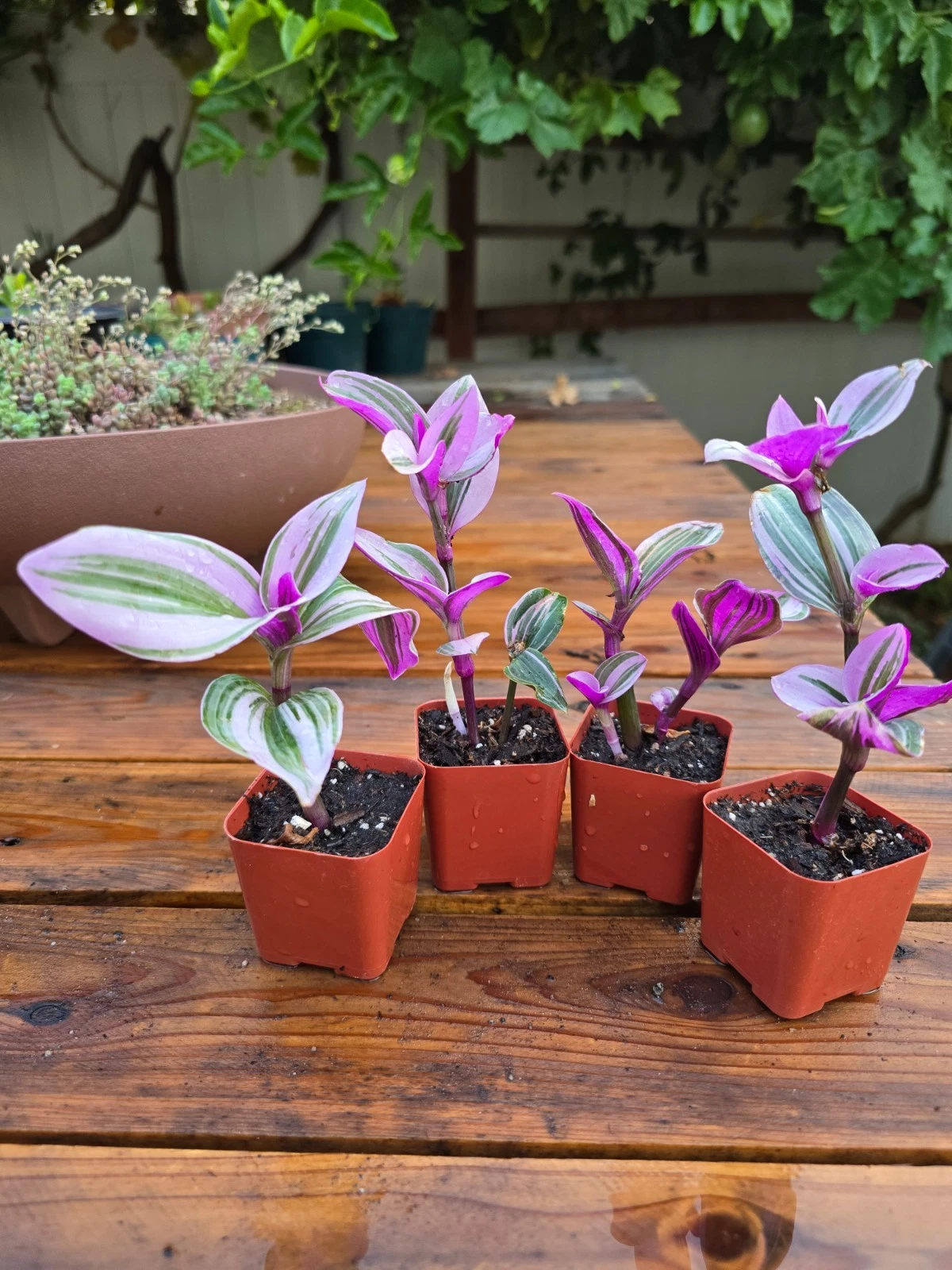 Tradescantia Nanouk Live Plants - 2 Inch Pots - Variegated Pink Purple Green Wandering Jew - Tradescantia albiflora 'Nanouk'