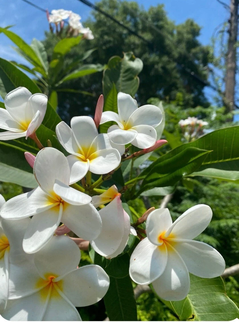 White Plumeria Cutting 6-8 Inch Single Head Frangipani Unrooted Propagation Plant (Plumeria spp.)
