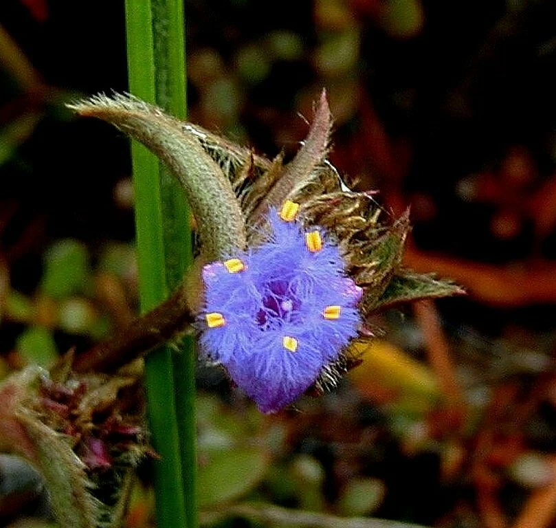 Miniature Desert Spiderwort Live Plant - Tradescantia somaliensis - Indoor Houseplant with Soft Fuzzy Green Leaves