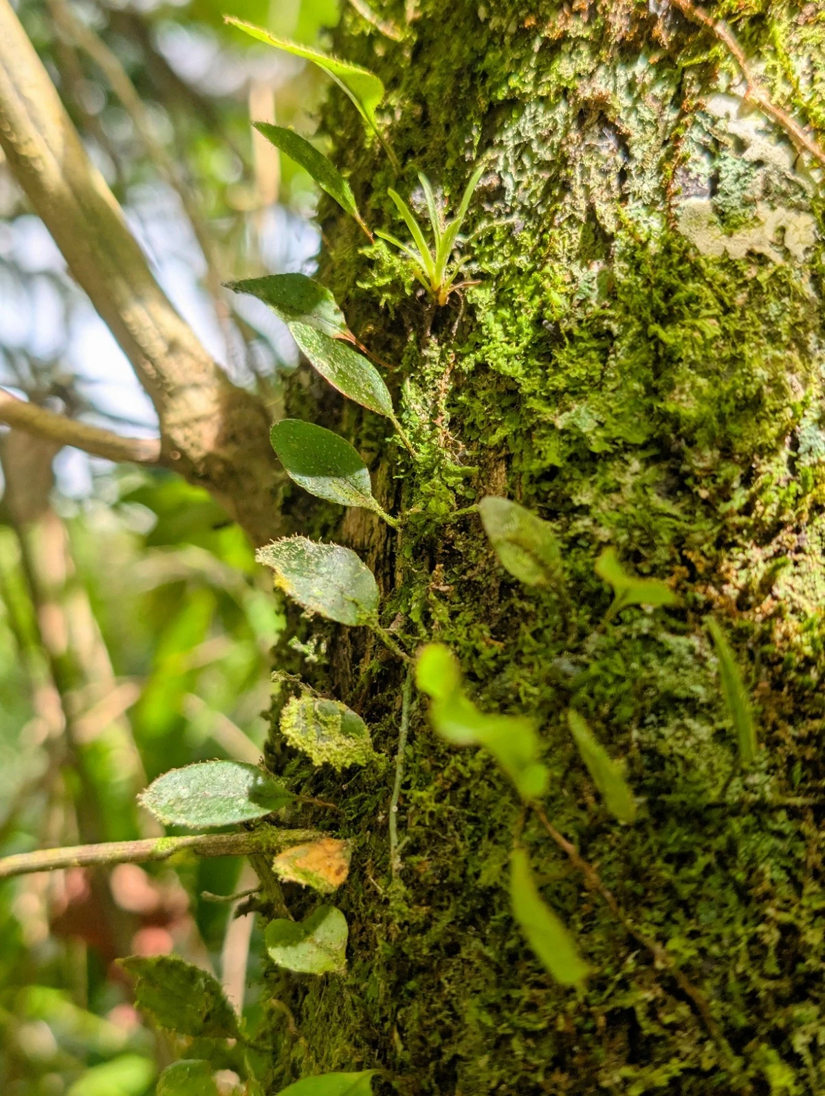Microgramma Climber Fern Cuttings – 5 Bare 3 Inch Mini Epiphytic Vines for Terrariums - Microgramma spp.