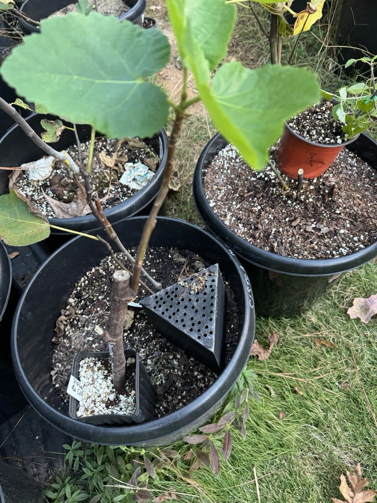 Chicago Hardy Fig Cuttings - 10 Unrooted Scions for Propagation - Ficus carica ‘Chicago Hardy’ - Cold Tolerant Outdoor Fig Tree