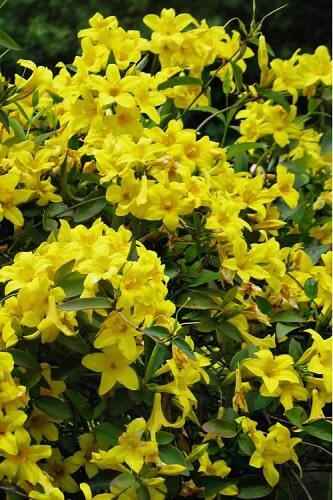 Yellow Crossvine Starter Plant - Bignonia capreolata - Rooted Ornamental Climbing Vine with Yellow Flowers for Trellises