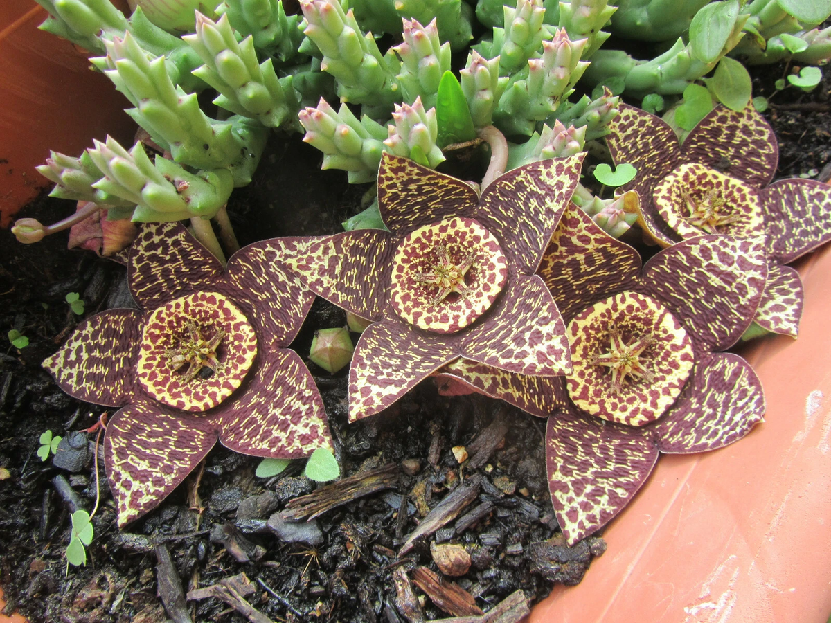 Orbea Variegata Cuttings 3 Inch Lifesaver Plant Unrooted Succulent for Propagation - 2 Pieces
