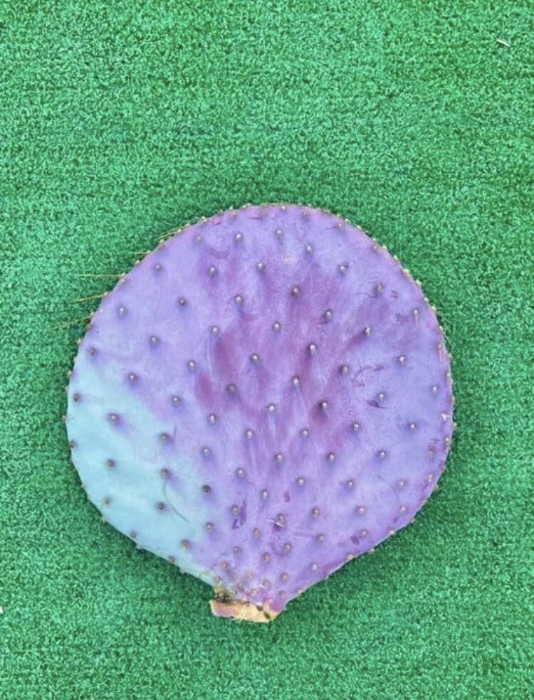 Santa Rita Purple Prickly Pear Cutting – 6 Inch Unrooted Cactus Segment for Propagation – Opuntia santa-rita