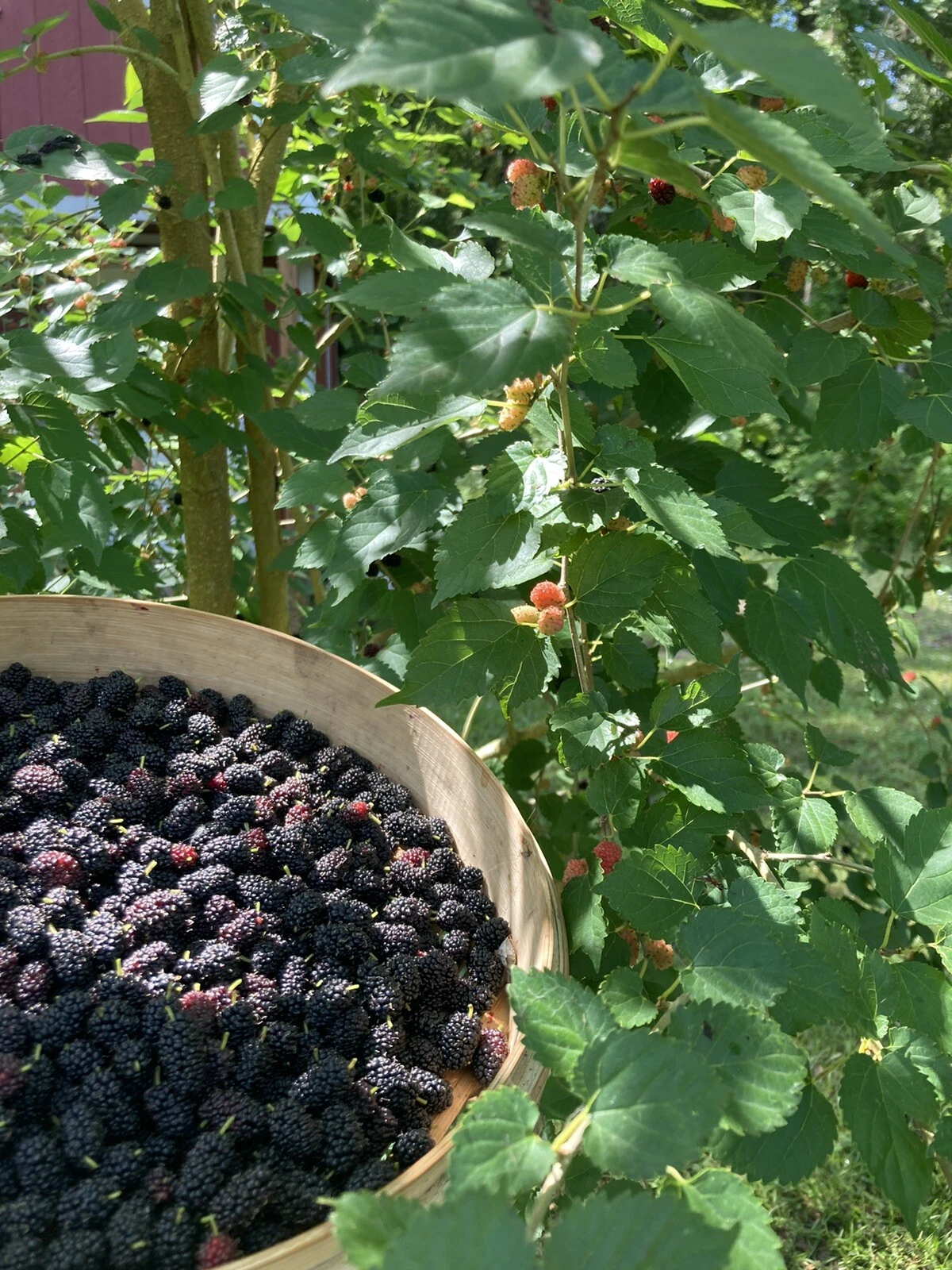 Florida Everbearing Black Mulberry Cuttings - 2 Rooted Bare Root Starter Plants - Morus nigra - Fruit Tree for Garden or Orchard