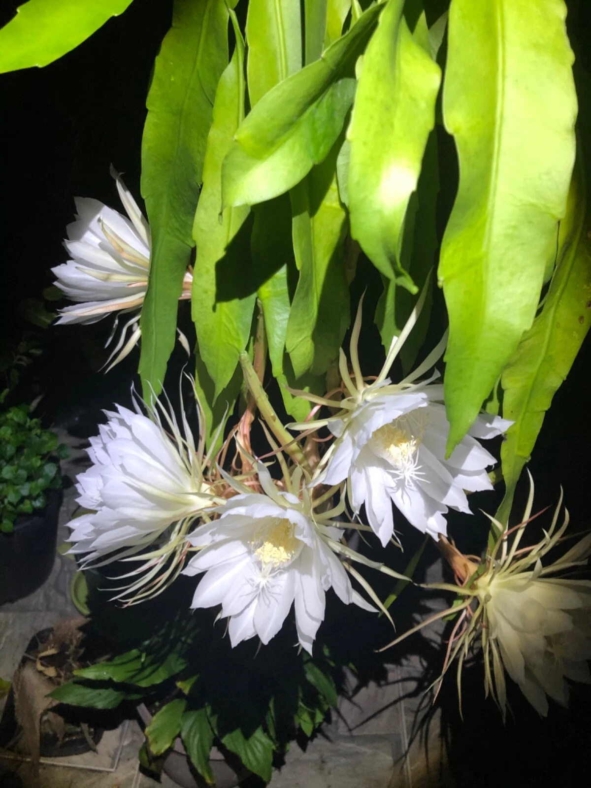 Rooted Queen of the Night Orchid Cactus Cutting - Epiphyllum oxypetalum Night Blooming Houseplant for Indoor Gardening