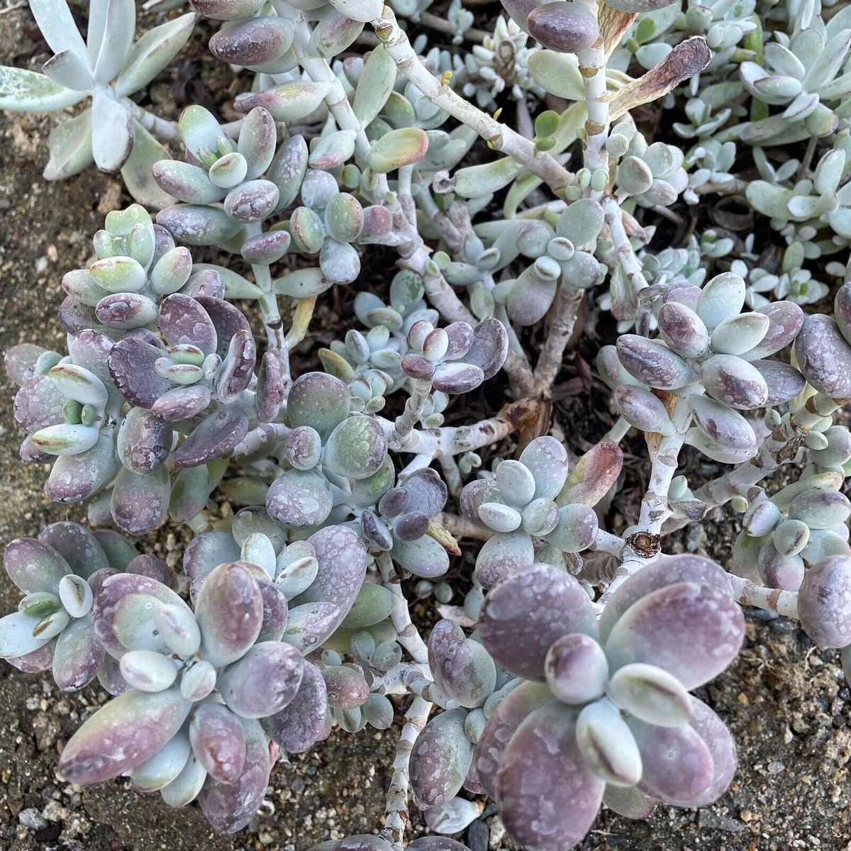 Cotyledon Orbiculata Lady Fingers Cuttings – 4 Inch Succulent Cuttings with Purple Edges – Propagation Ready