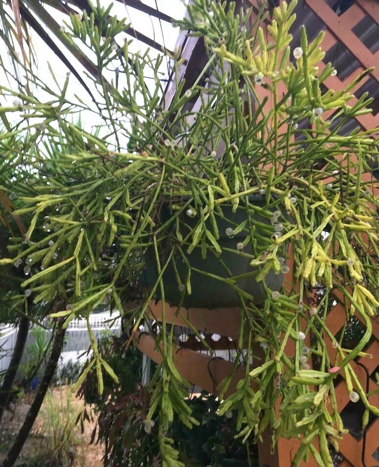 Rhipsalis Edwaldiana Cuttings – 5 Mistletoe Cactus Cuttings for Propagation, Trailing Epiphytic Houseplant, Rhipsalis edwaldiana