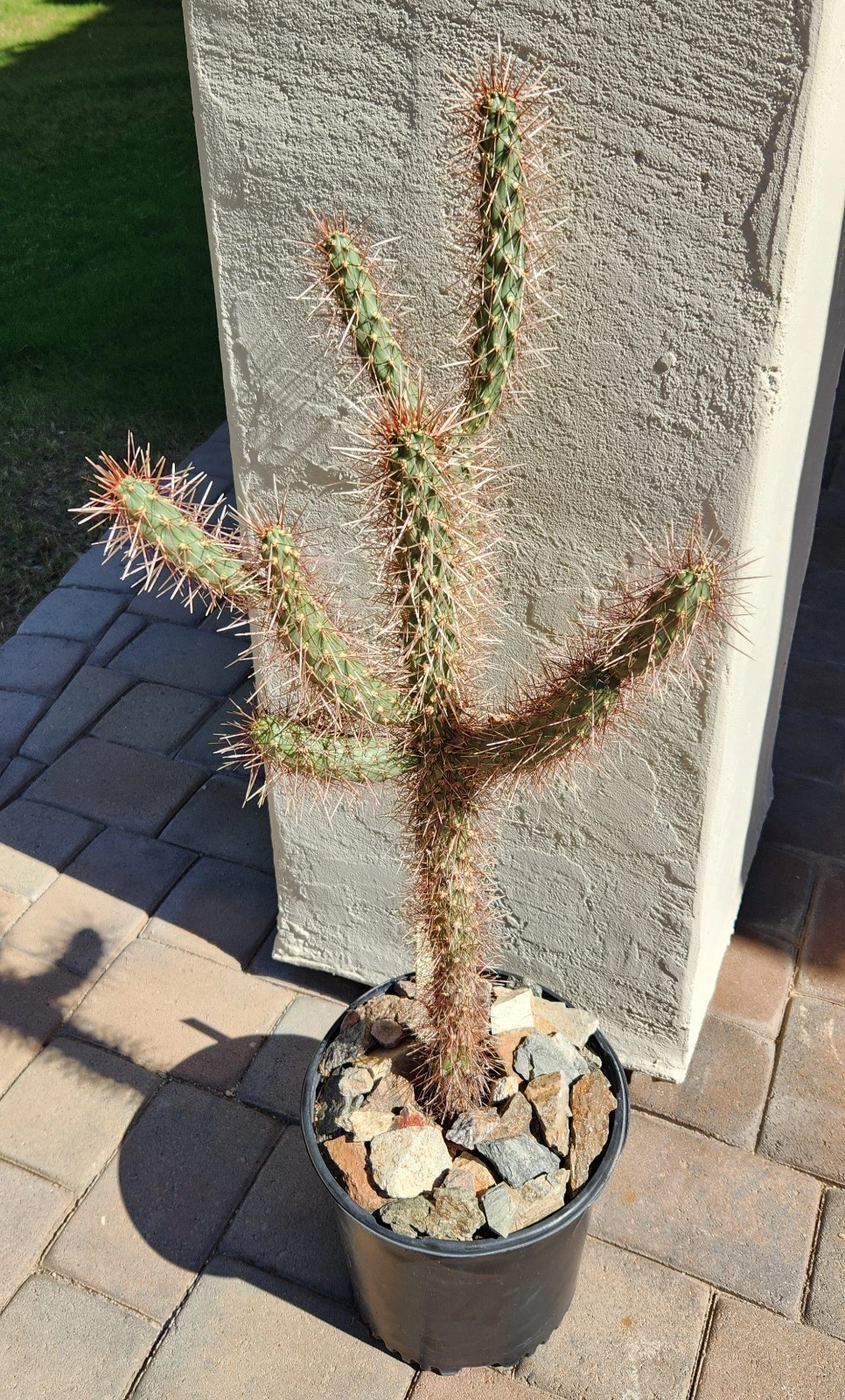 Red Teddy Bear Cholla Cactus Cutting - Unrooted Cylindropuntia × Campii Live Segment for Propagation - Cactus Plant Cutting