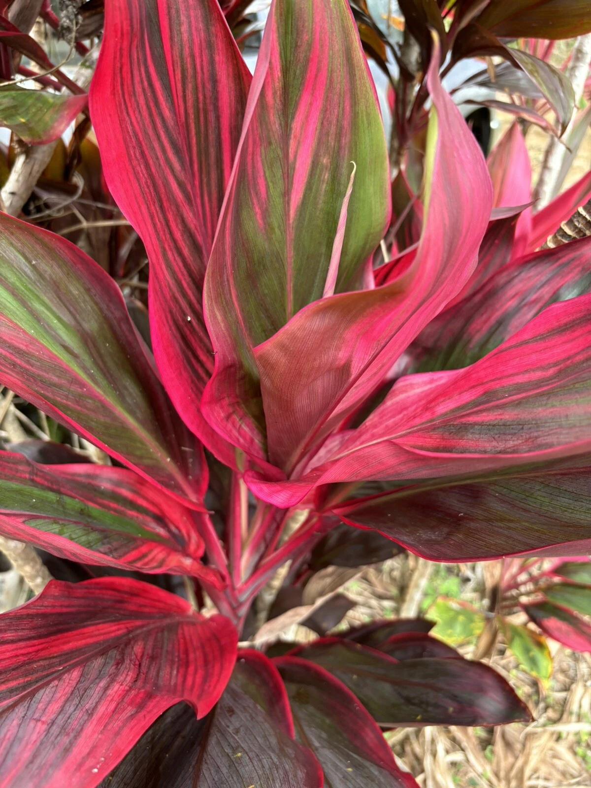 Hawaiian Ti Plant Cuttings - 25 Fresh 6 Inch Unrooted - Green Pink Red Varieties - Cordyline fruticosa for Propagation