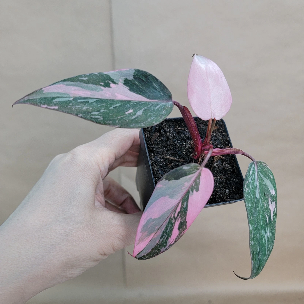 Philodendron Pink Princess Live Plant - 3 Inch Variegated Houseplant - Philodendron erubescens with Pink and Green Foliage