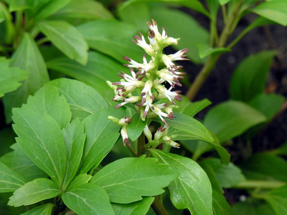 Pachysandra Procumbens Rooted Cuttings Set of 5 | Allegheny Spurge Native Ground Cover | Evergreen Woodland Plant