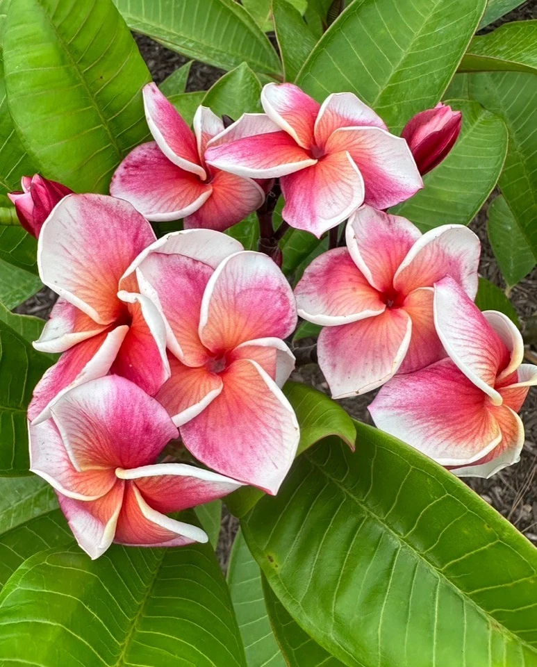 Orange Plumeria Cuttings Set of 3 - JJ Synchronicity, J-105, Kapaluha - Unrooted Frangipani Stems for Propagation - Plumeria spp.