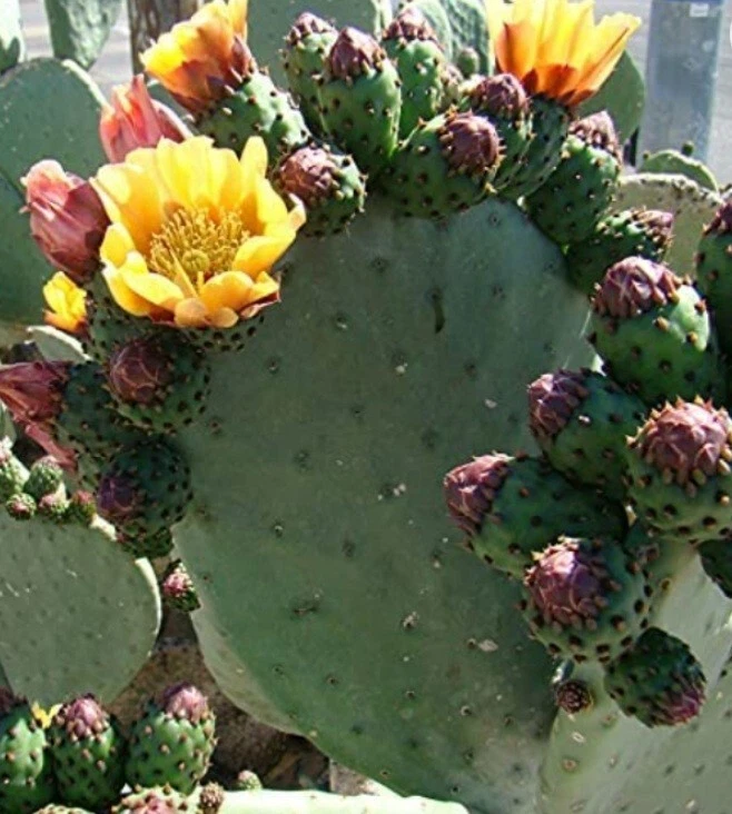 Prickly Pear Cactus Cutting, Fresh Single Pad for Planting, Green Opuntia spp. - Ideal for Propagation and Container Growth