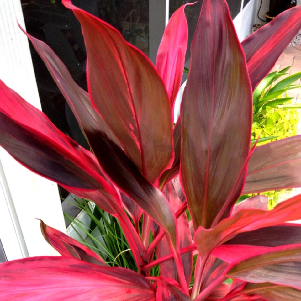 Hawaiian Ti Plant Logs - 2 Unrooted Red & Green - Cordyline Fruticosa - Tropical Foliage for Gardens or Containers