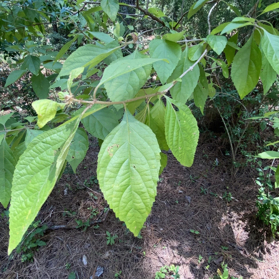 Beautyberry Bush Cuttings - 10 Live Unrooted Clippings for Propagation - Callicarpa spp. - Deciduous Ornamental Shrub