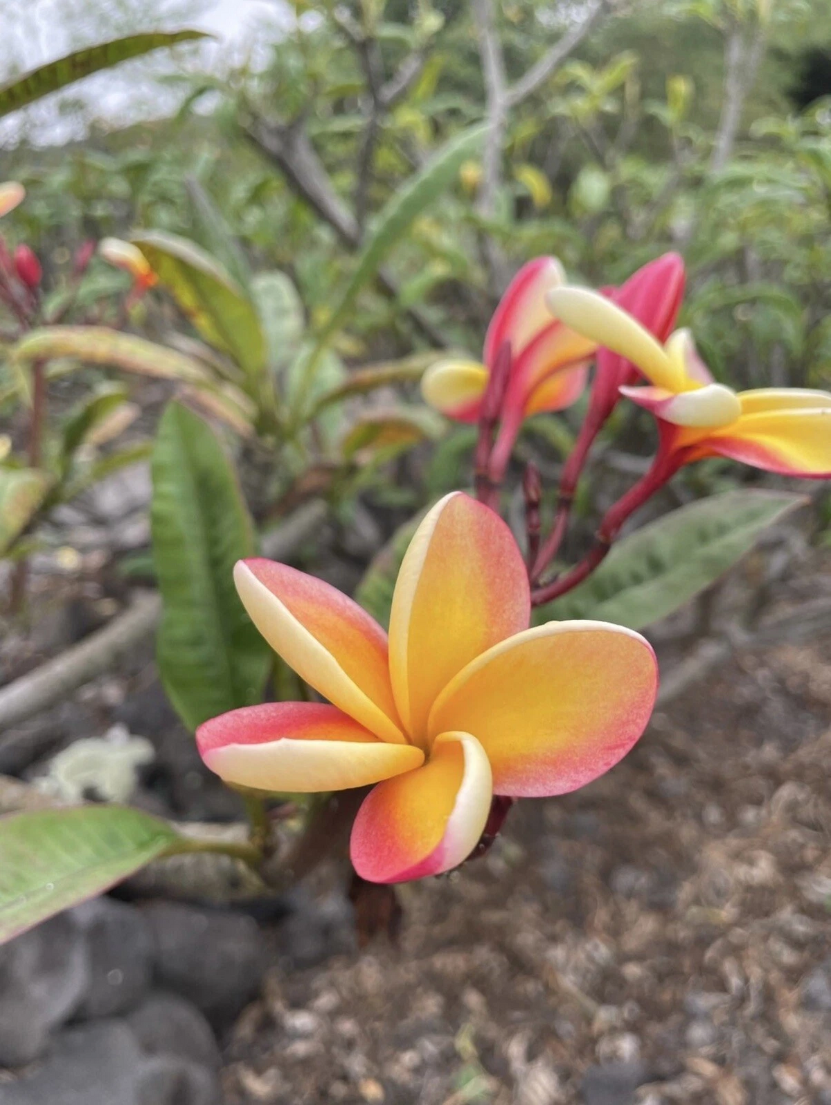Candy Stripe Plumeria Cutting - 10 Inch Unrooted Double Head - Plumeria rubra for Propagation - Tropical Flowering Tree